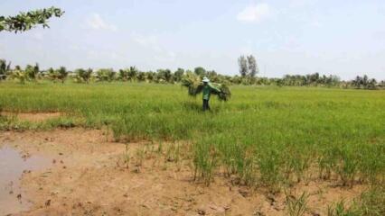 Rủi Ro Khi Sử Dụng đất Nông Nghiệp Sổ Chung