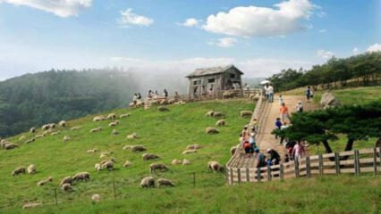 Đất Rừng Sản Xuất Có Làm Trang Trại được Không?