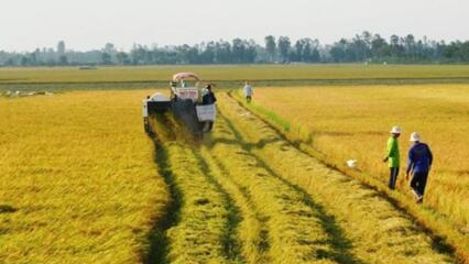 Luật 2023, đất Ruộng Có được Cấp Sổ đỏ Không?